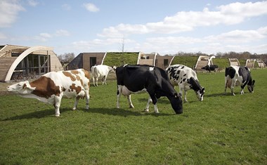 Grondulow, tussen de koeien Grondulow, tussen de koeien