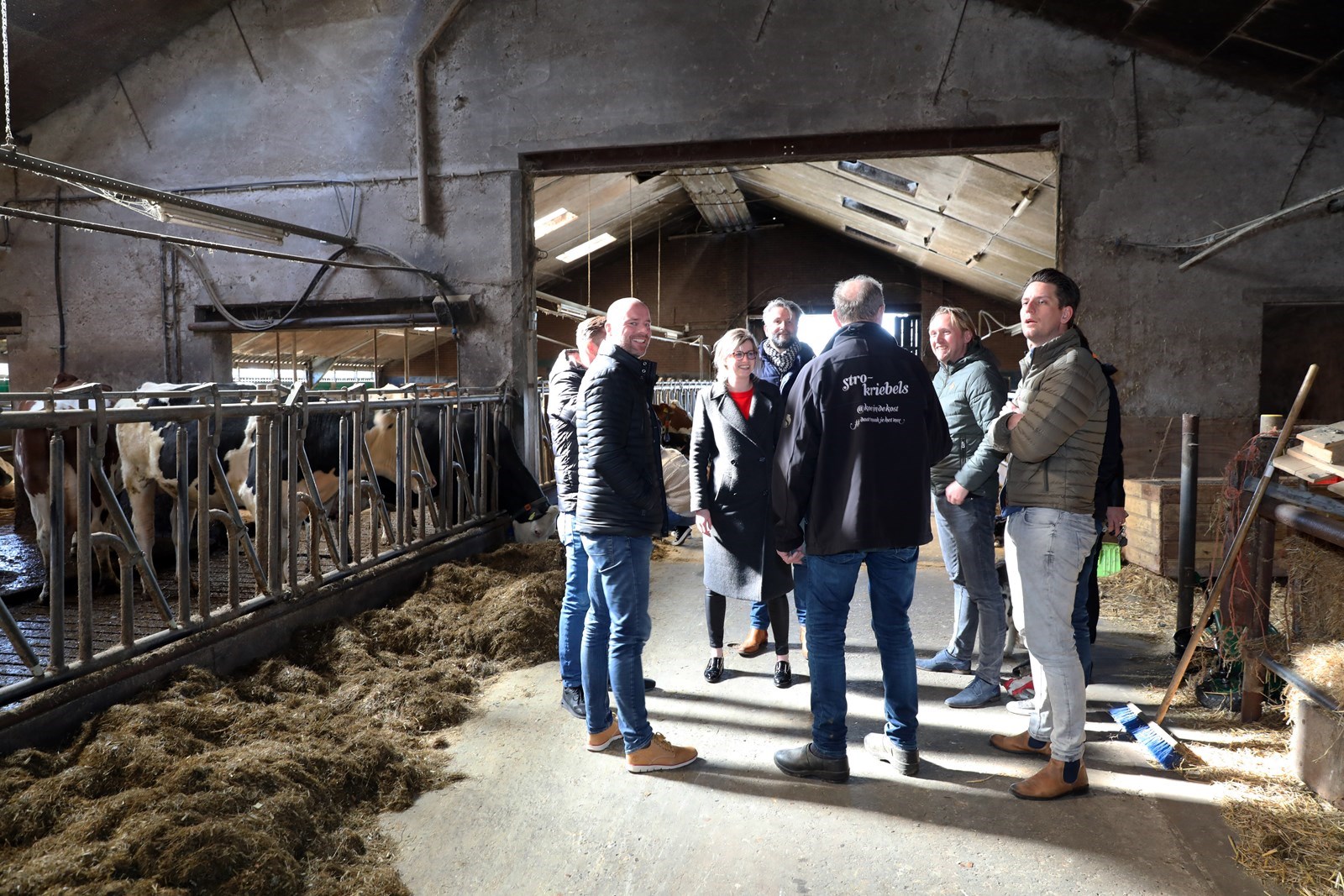 Grondulow, tussen de koeien