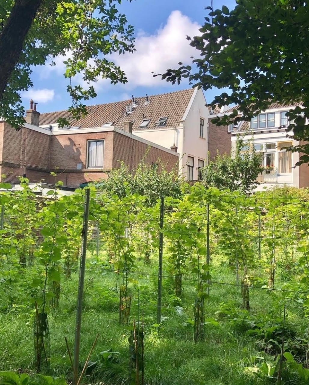 Vergaderen aan de grootste ommuurde binnentuin in het centrum van Utrecht