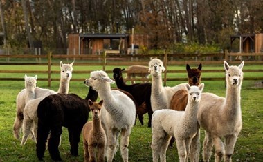 Unieke vergaderlocatie op een alpacaboerderij Unieke vergaderlocatie op een alpacaboerderij