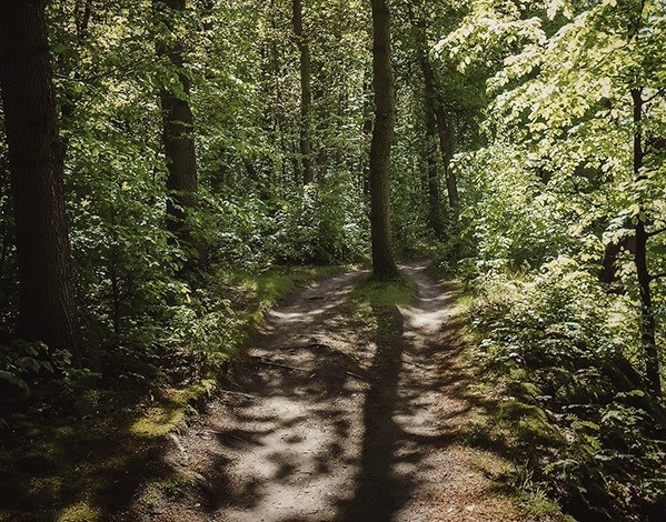 Vergaderen aan de rand van het bos en vlakbij het strand
