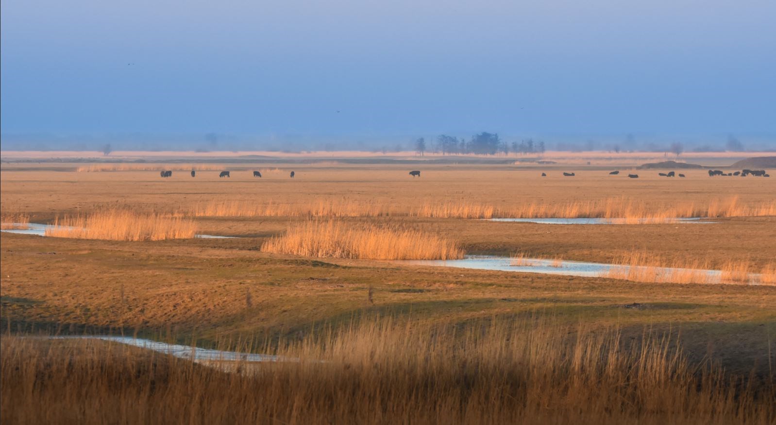 Vergaderlocatie in de Oostvaardersplassen 