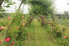 Fruitproeverij in de Betuwe Fruitproeverij in de Betuwe