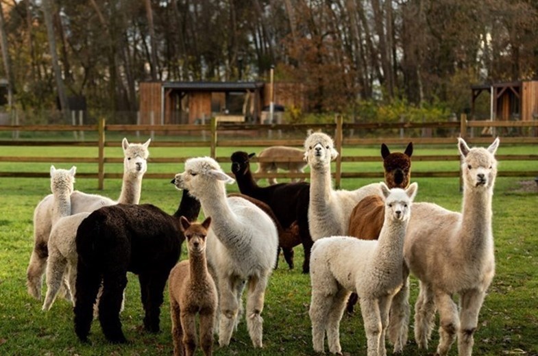 Voor welke bijeenkomsten is een vergaderlocatie in de natuur geschikt?